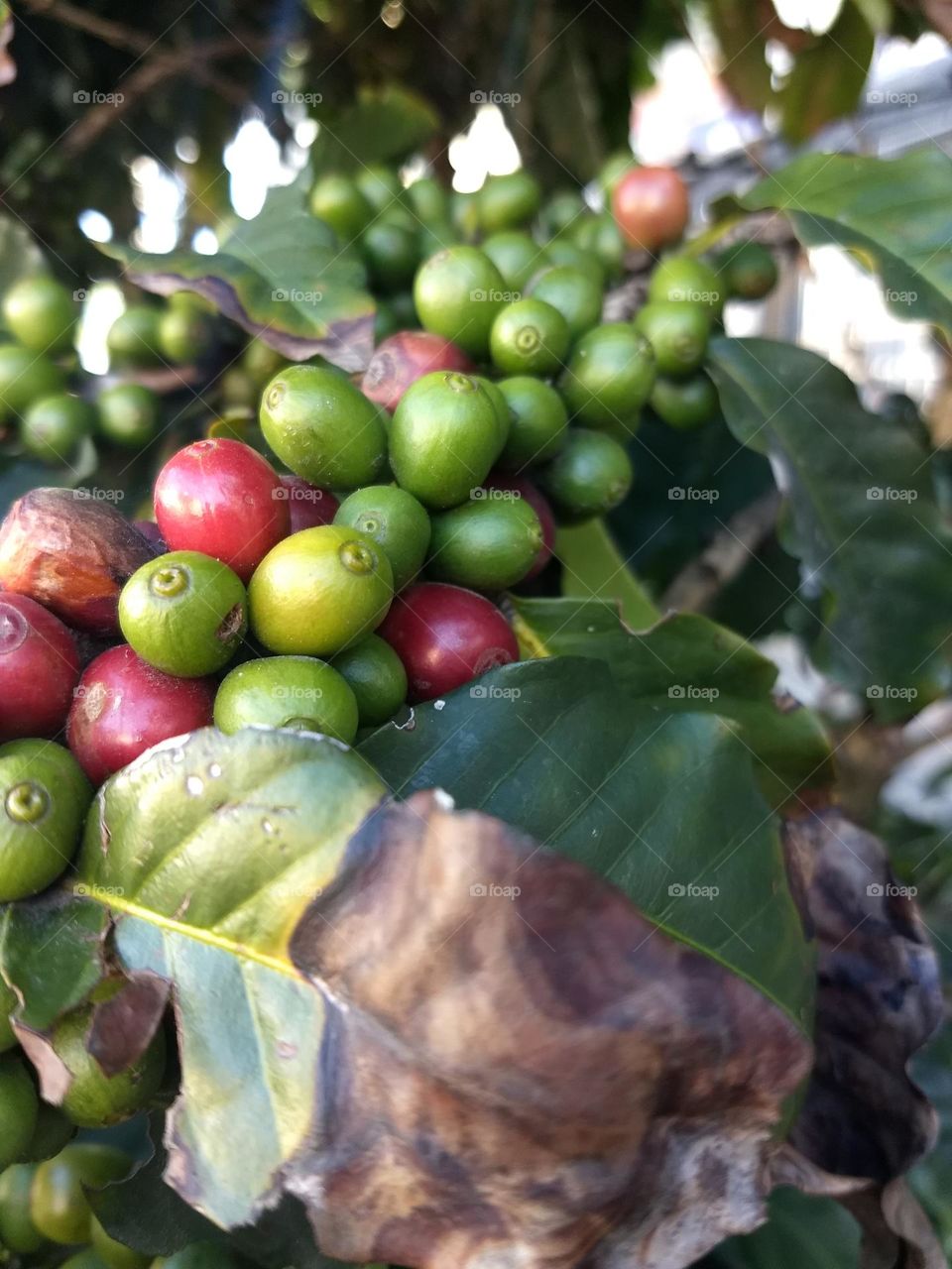 coffee seeds