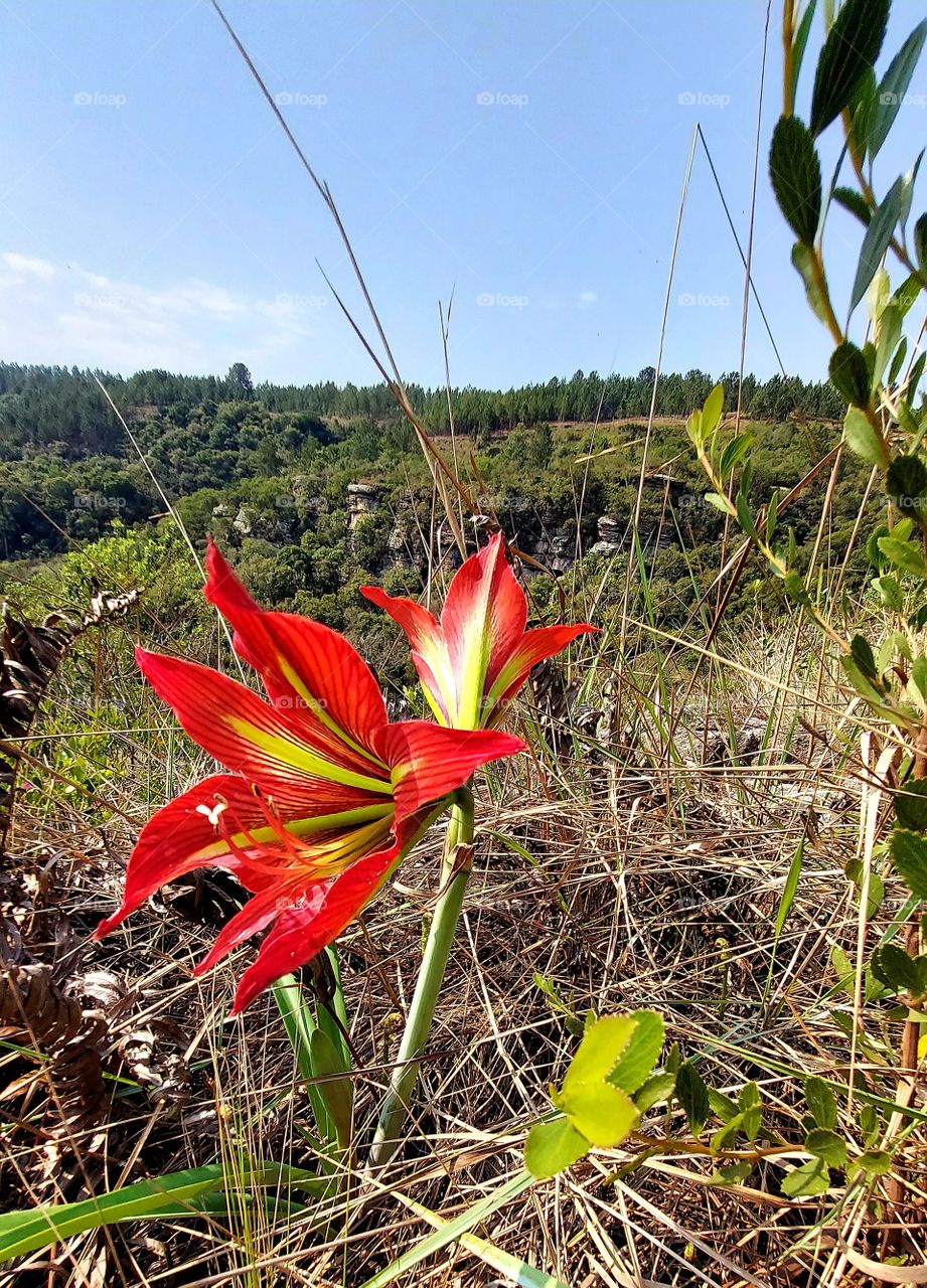 Lindas flores vermelhas que contrasta com um paredão atrás.