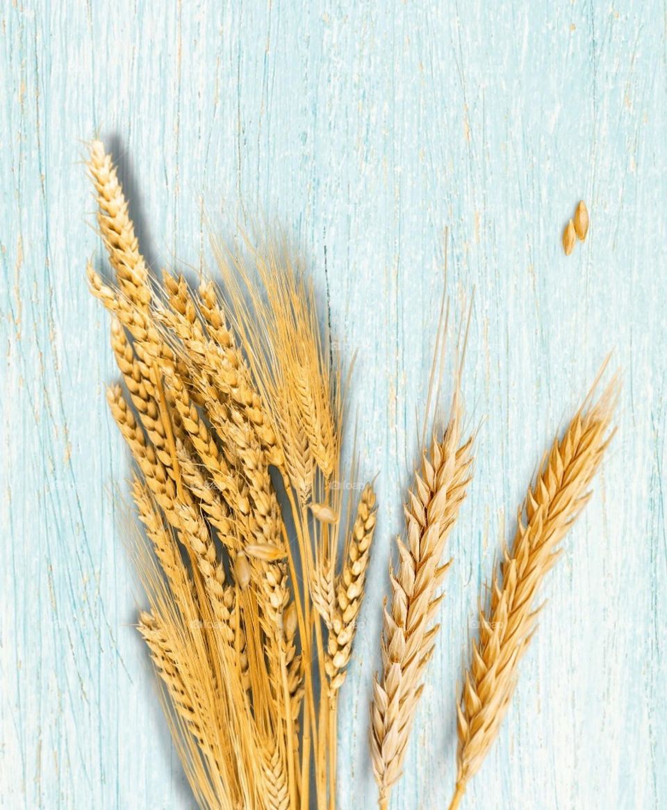 grains of wheat