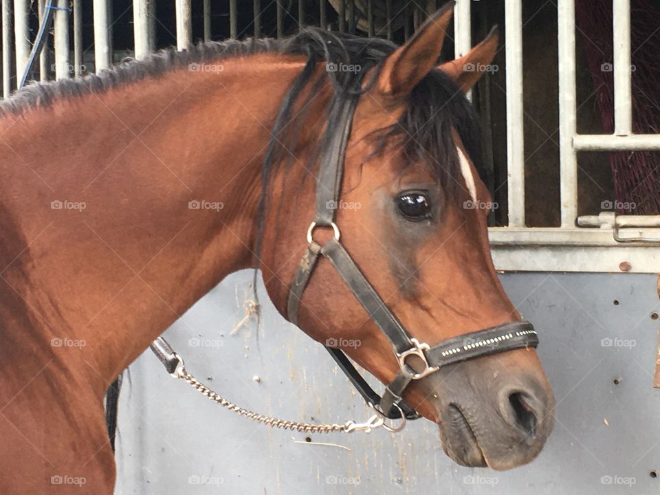 Rivas the arab stallion