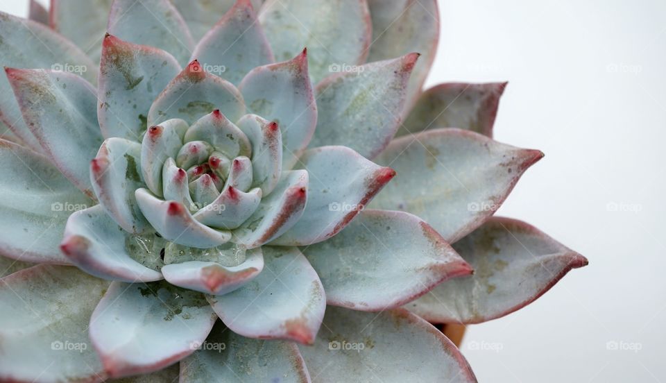 echeveria blue bird