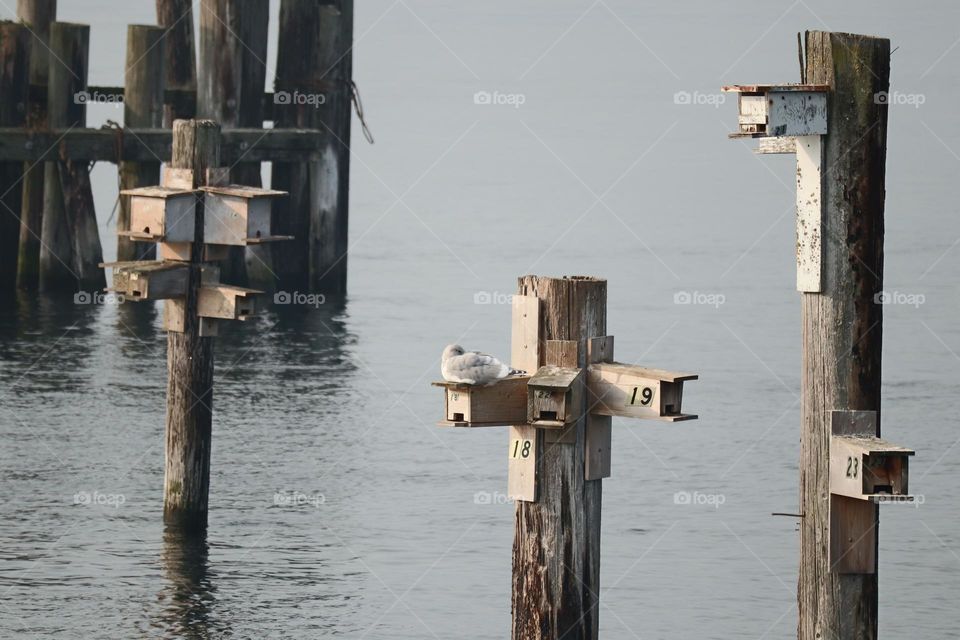 Bird boxes at the pier