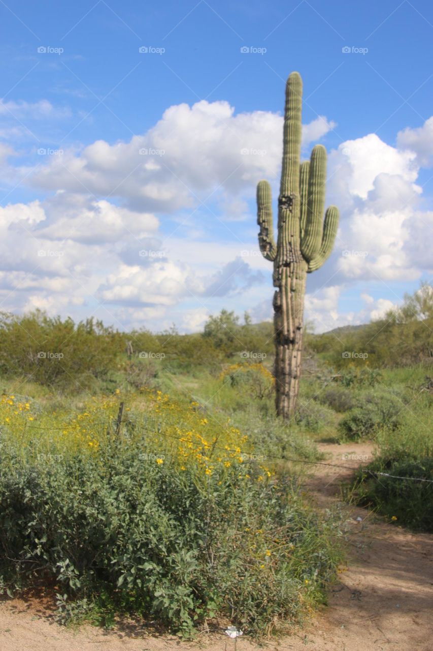 Saguaro Cactus in Desert Spring