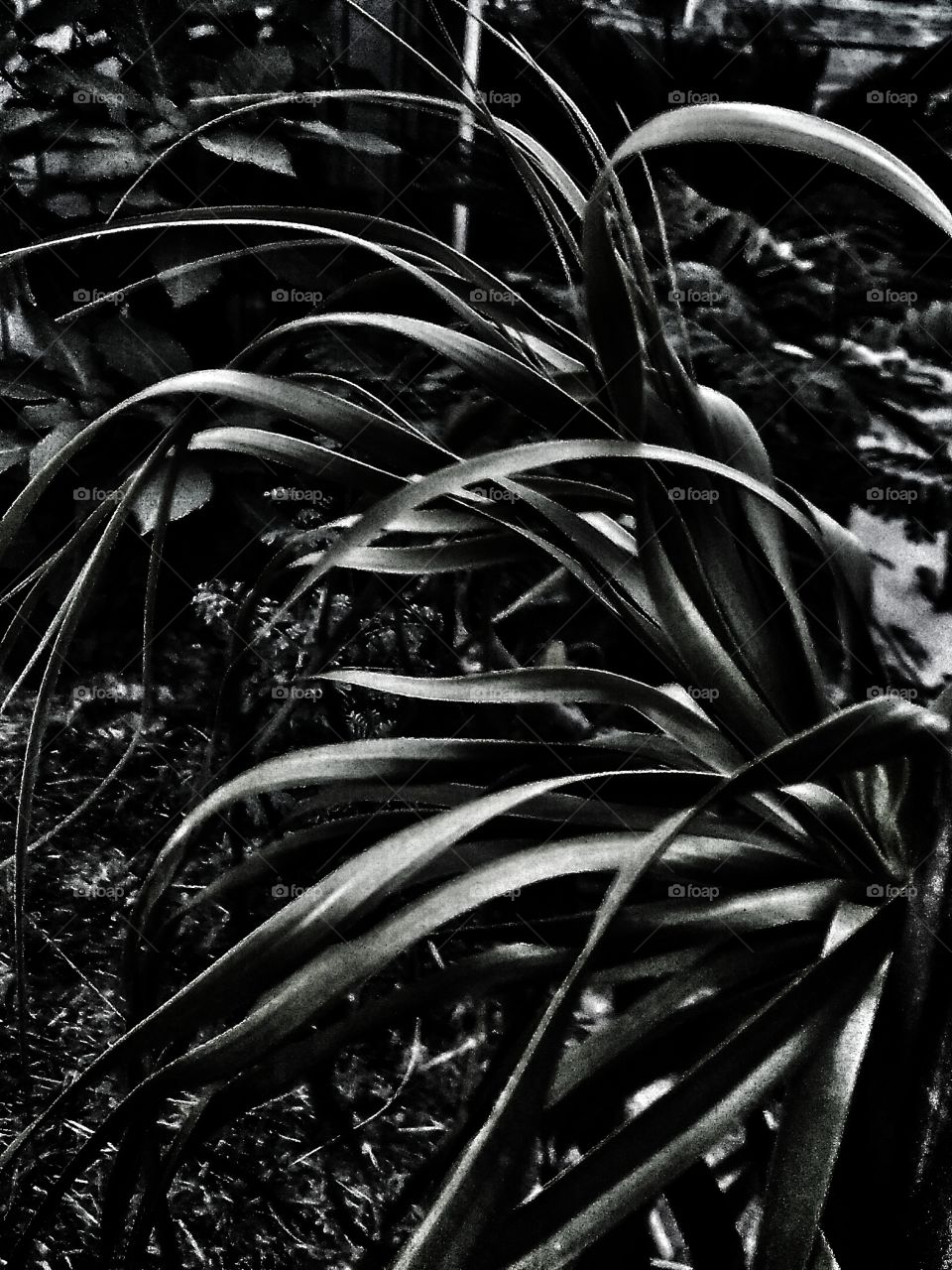 Monochrome Pony Tail Palm