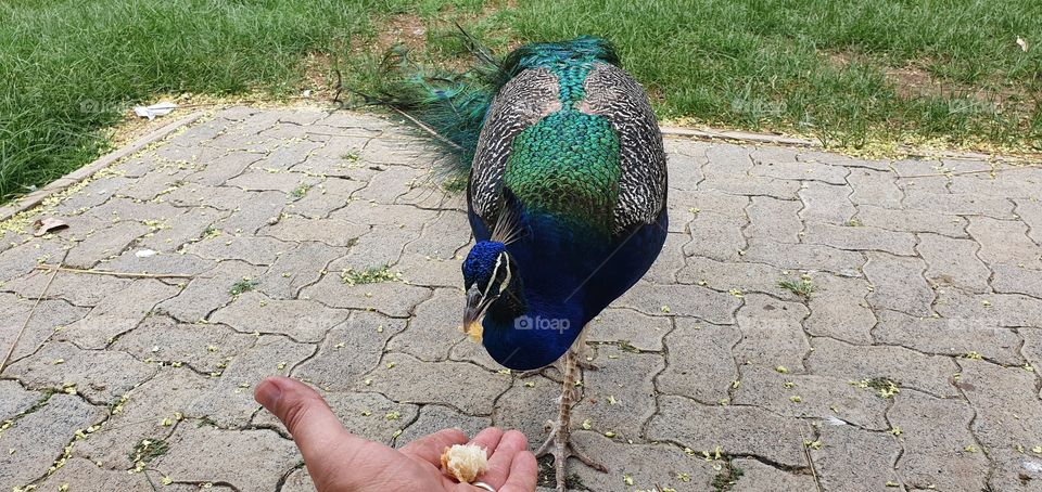 Peacock eats from my hand