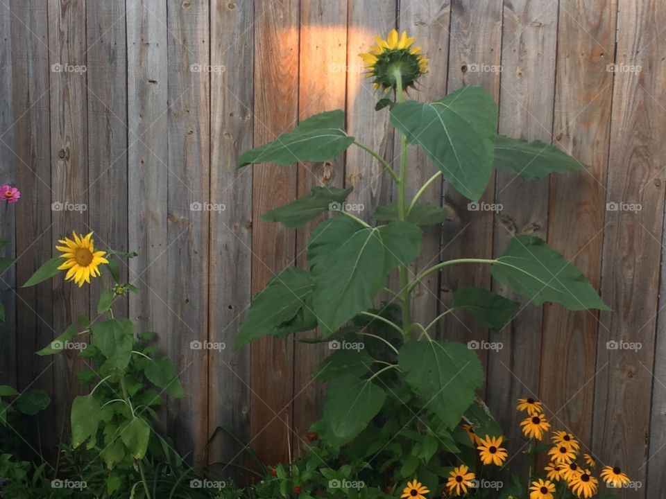 Sunflower confused...thinks the glare on fence is western light