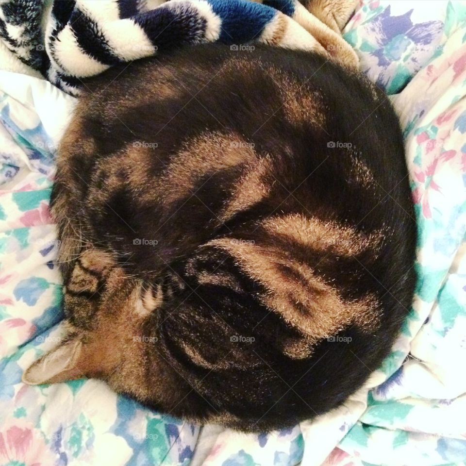 Cat in a ball