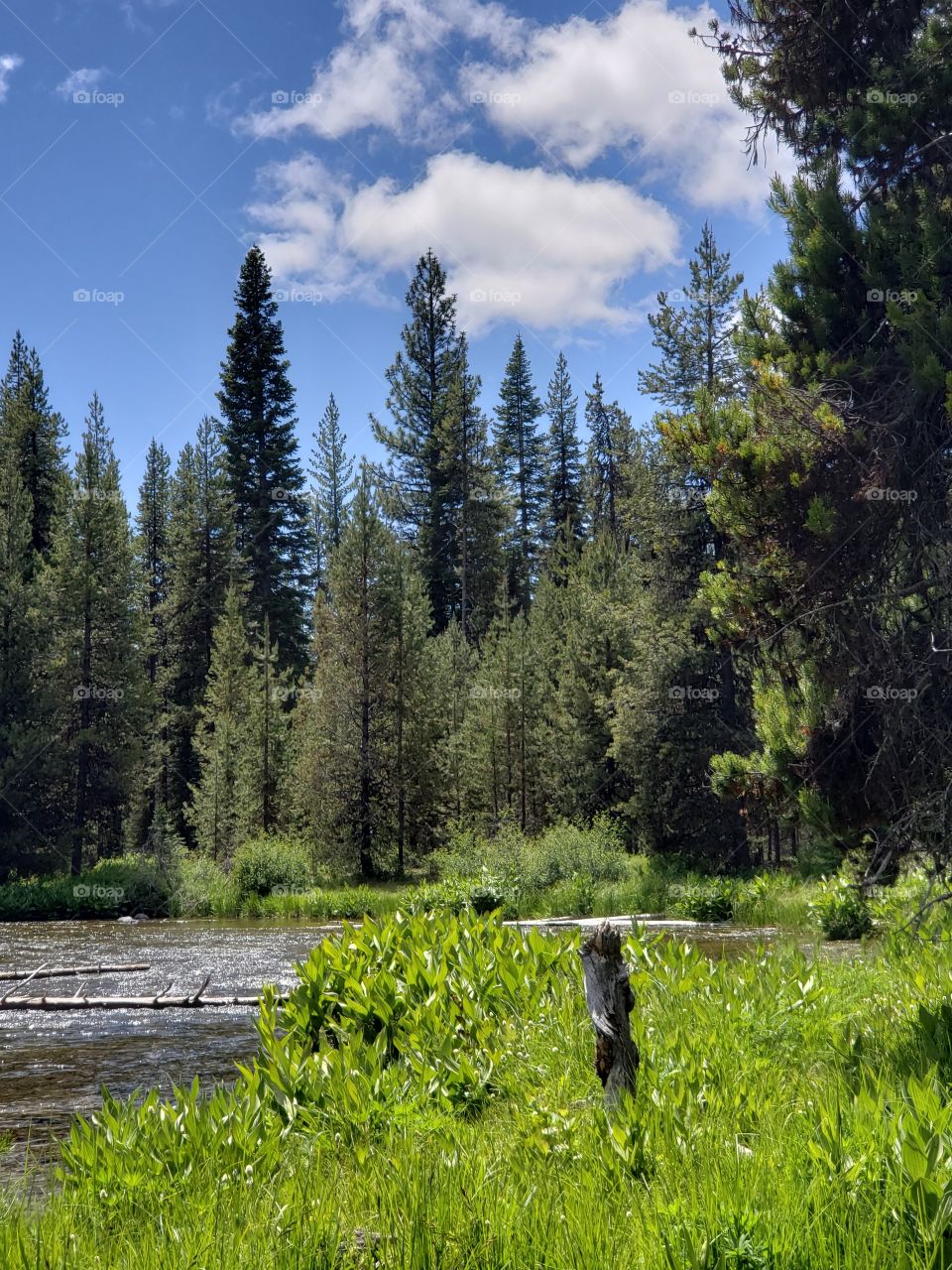 A beautiful summer day in the woods of Oregon with a sunny blue sky, lush green forest, and the Deschutes River.