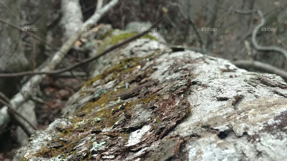 Nature, Desktop, Texture, Tree, Wood