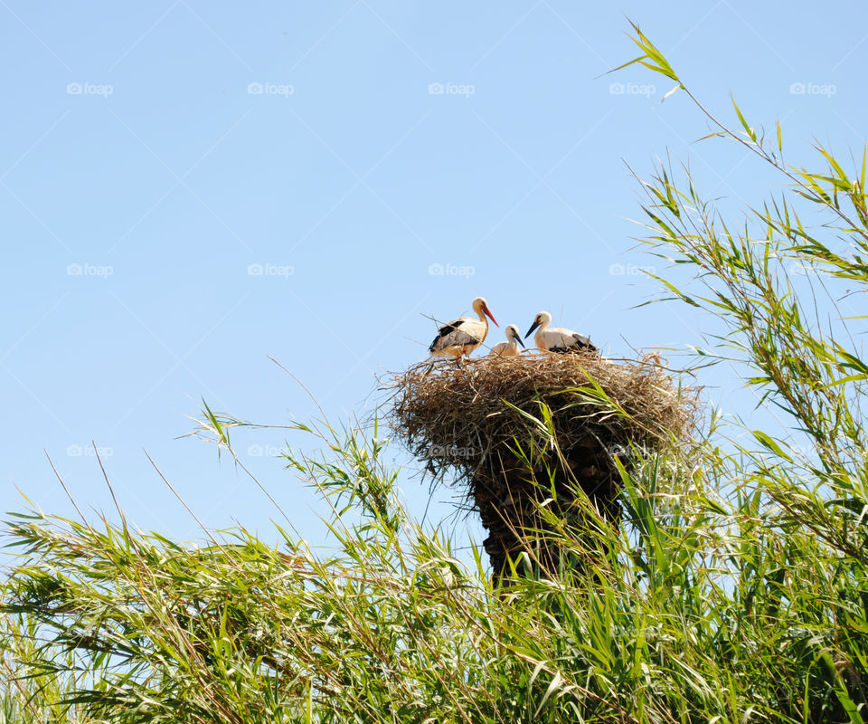 Storks in a nest