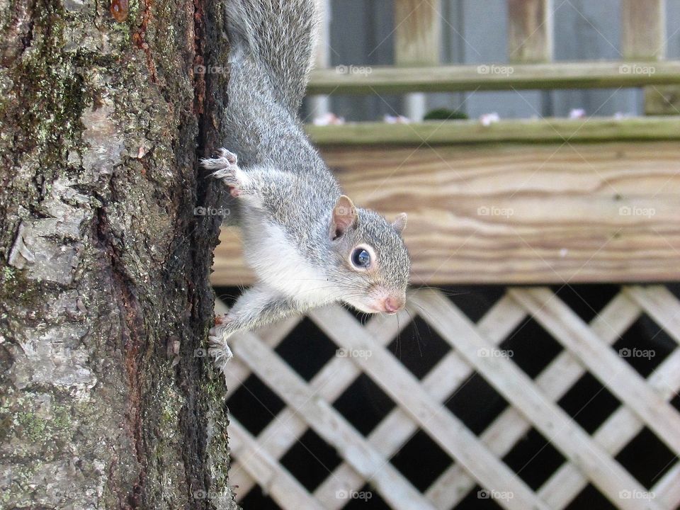 Baby squirrel upside down on the side of a tree