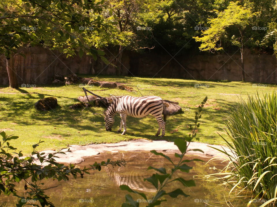 Zebra at the Oregon Zoo. . Zebra in the afternoon at the zoo. 