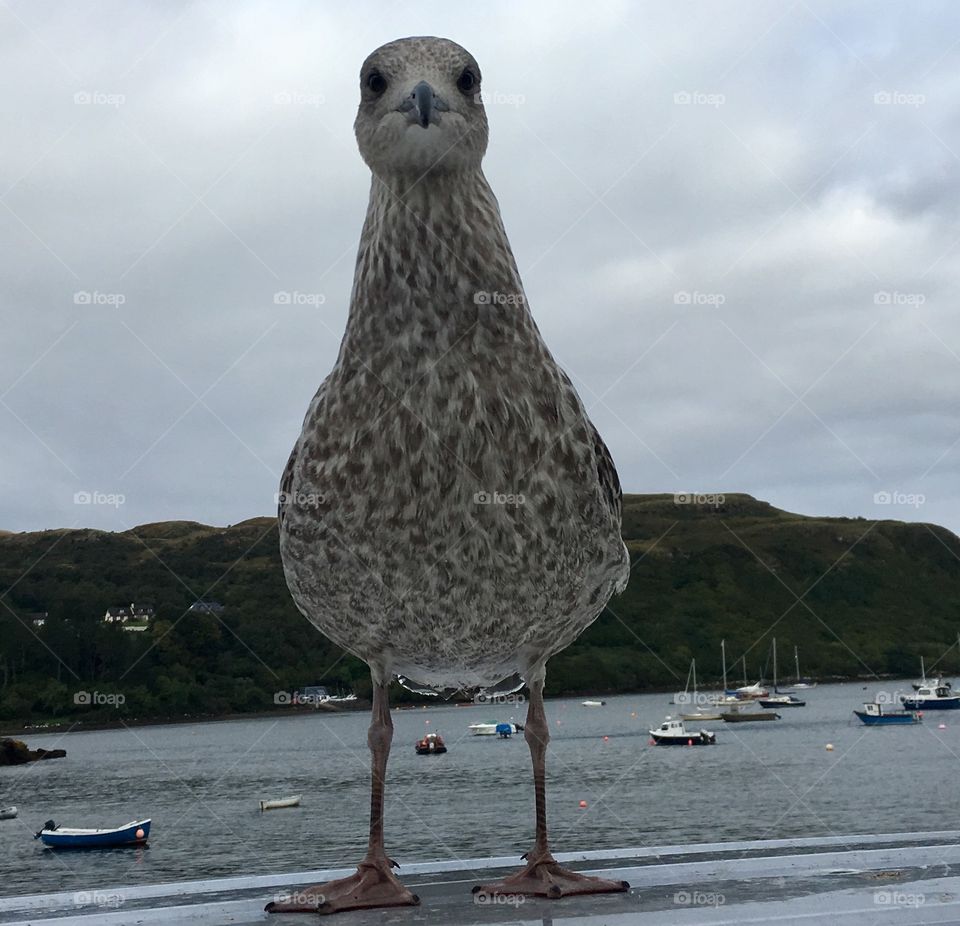 Scottish bird