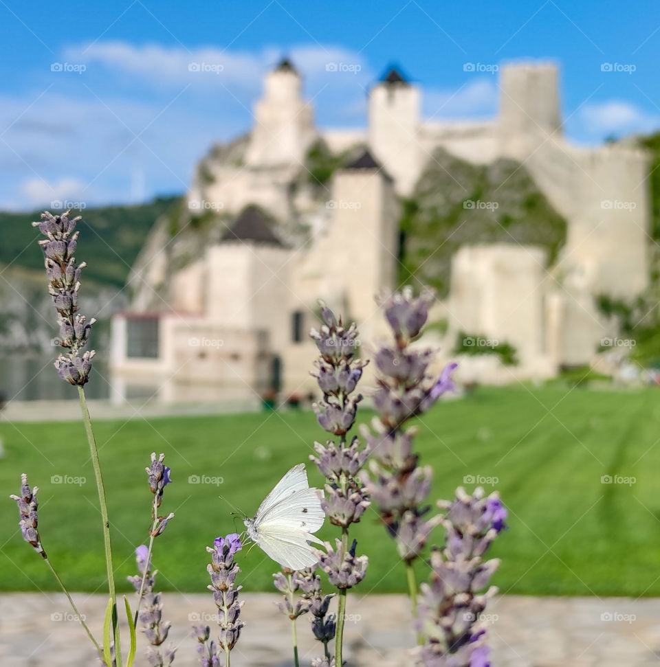 White butterfly on the lavender