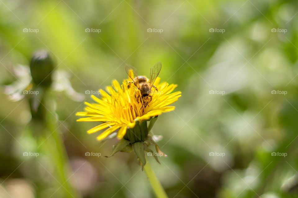 A bee collect pollen from dandelion