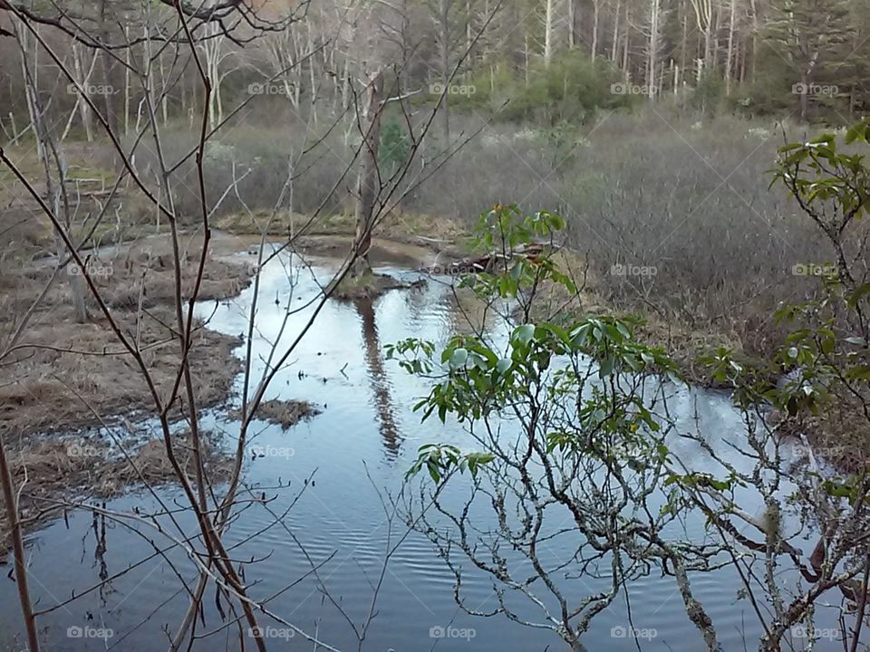 cove branch creek