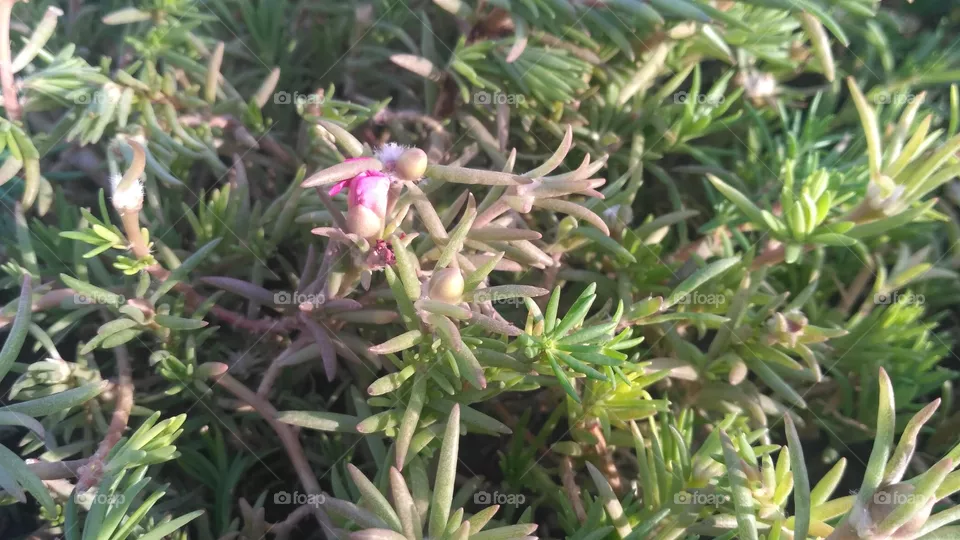 green plant