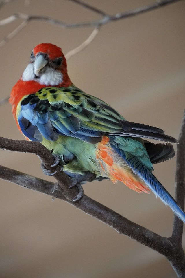 Parrot 