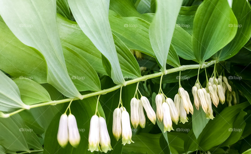 Close up white bell flowers