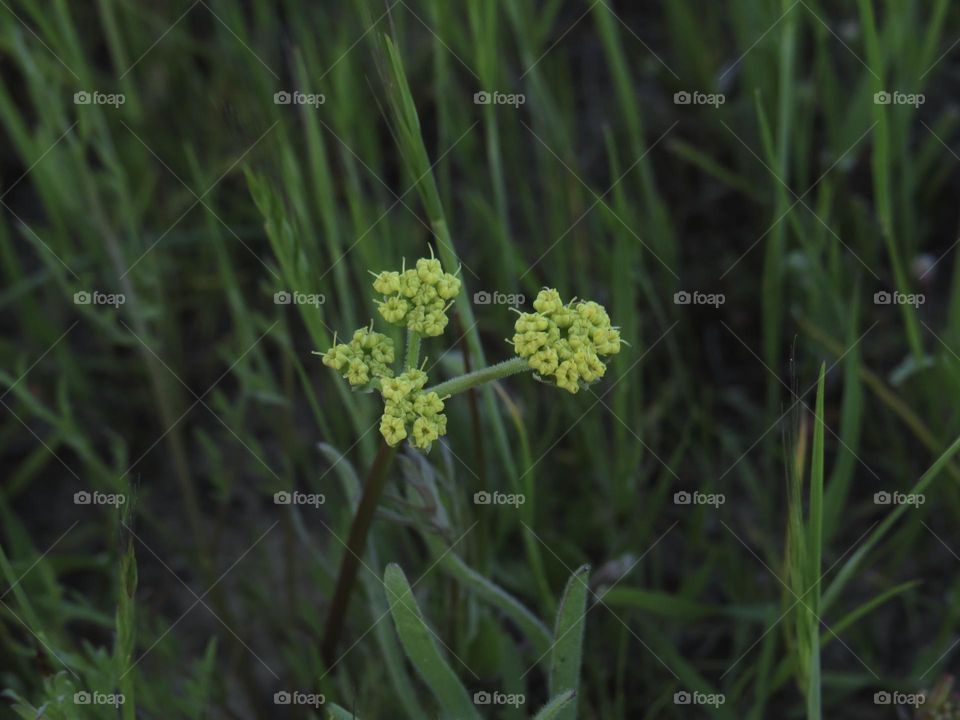 California Superbloom 2023 - Yellow Wildflower 