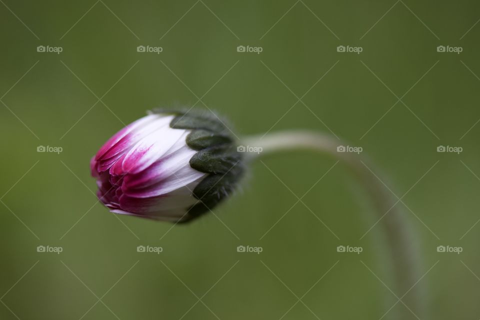 daisy flower shot with macro shot