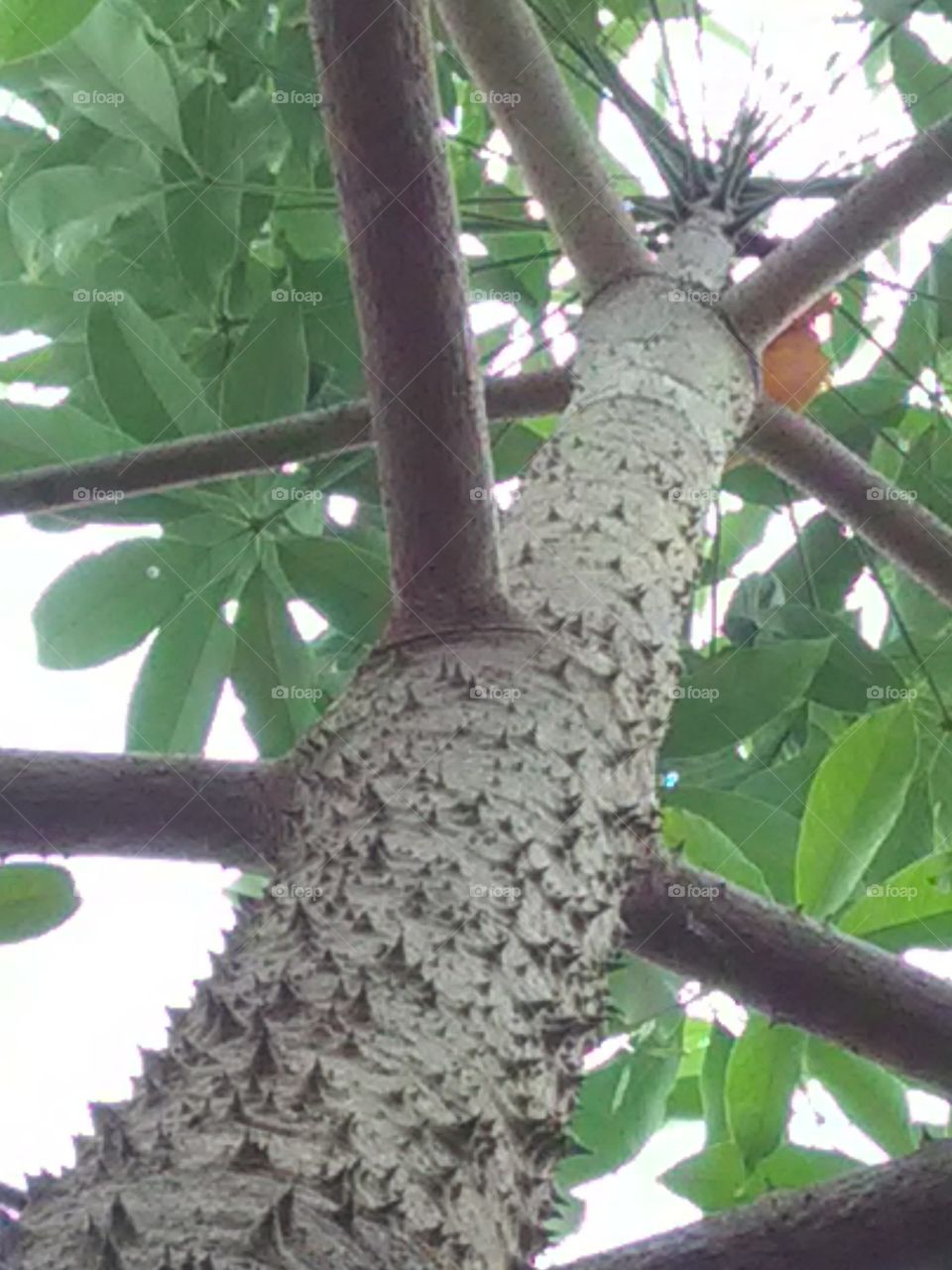 The Garden is the beginning of our daily routine, the Garden feels like it is the experience of Santa.