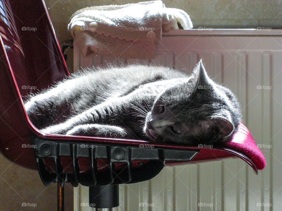 Cat sleeping on chair