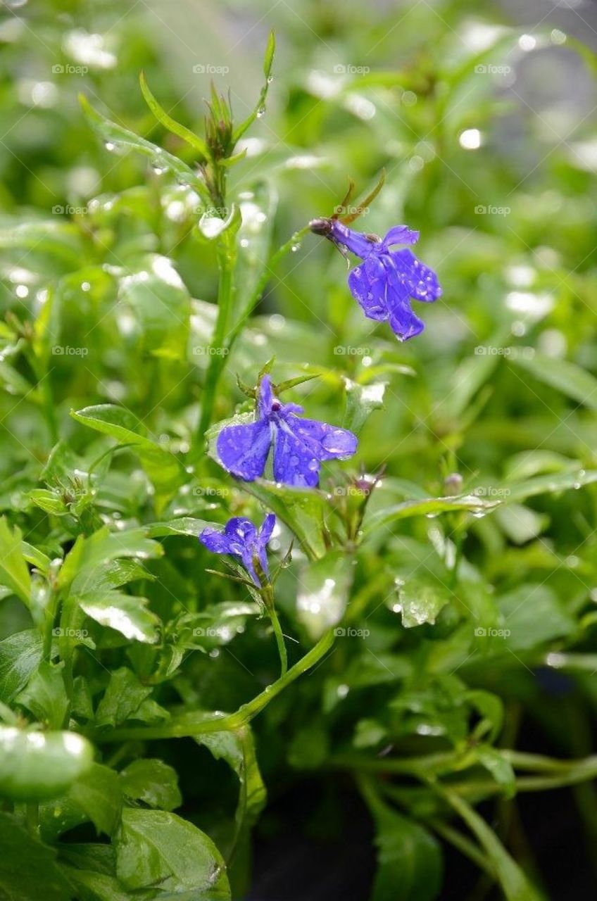 Lobelia