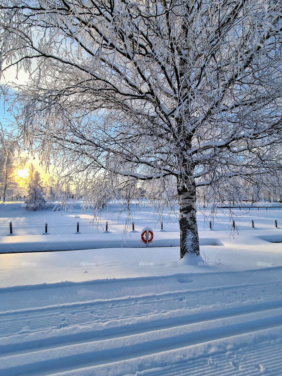 Stunning landscape view with bright blue sky with white clouds, gentle orange sunset on the background, orange lifebuoy, low fence and big old birch tree with bare frosted branches over the frozen lake surface 