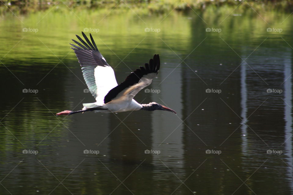 Whooping crane above idyllic sea