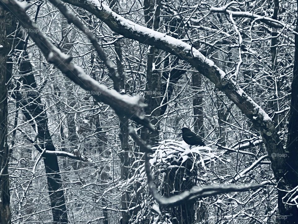 First snow redwing blackbird 