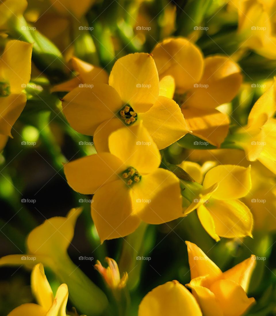 Little yellow flowers