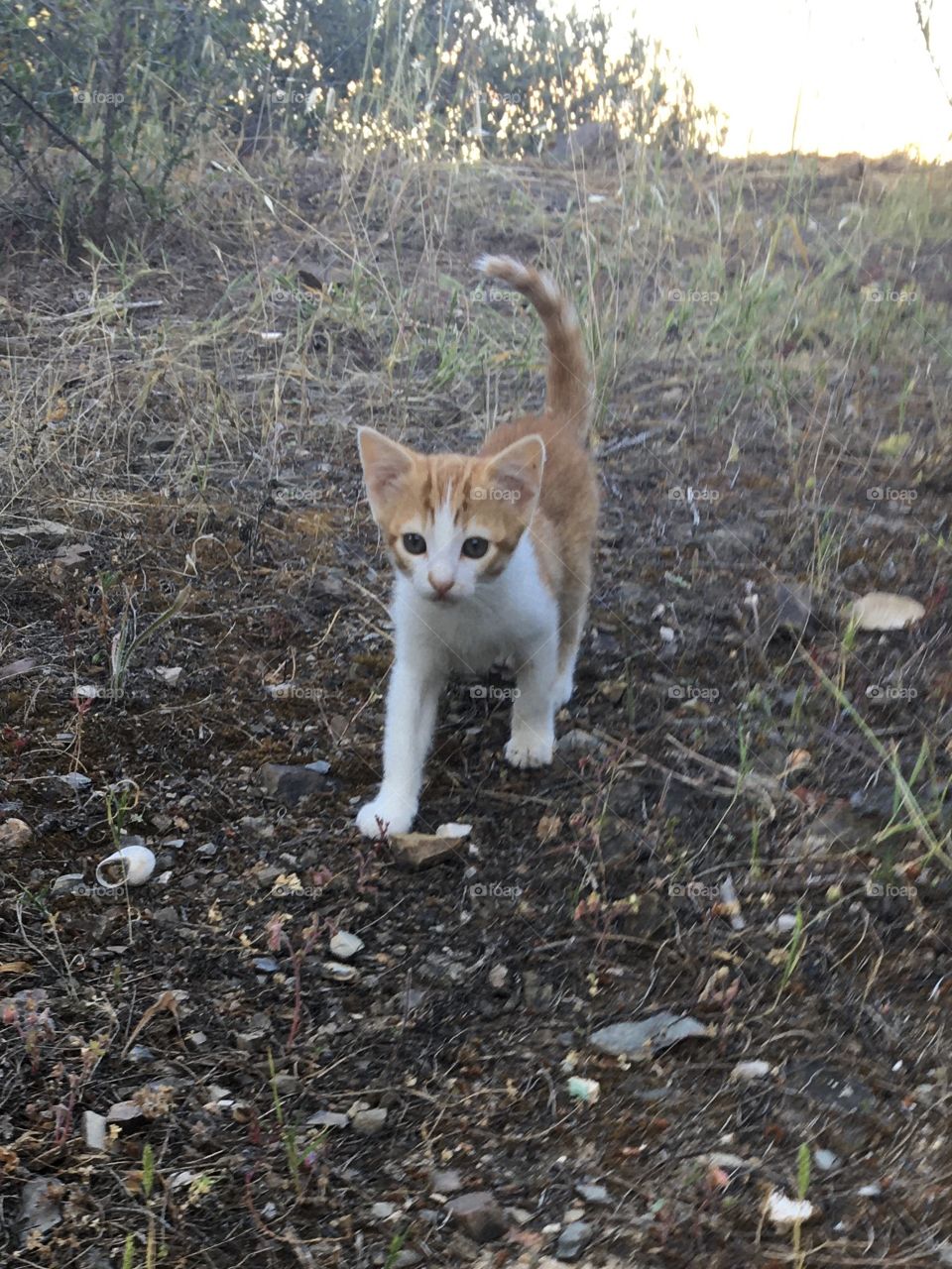 Kitten Minou growing up