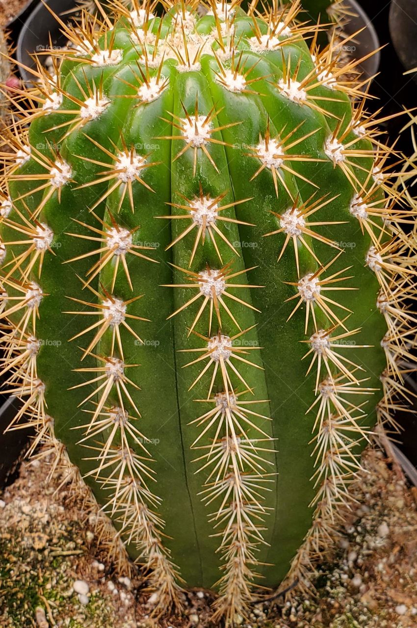 Cactus with Sharp Needles