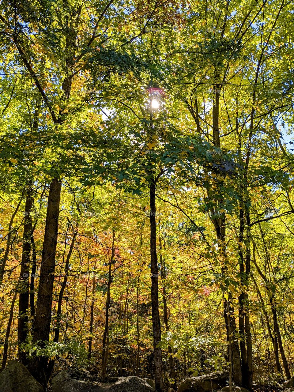 Autumn park