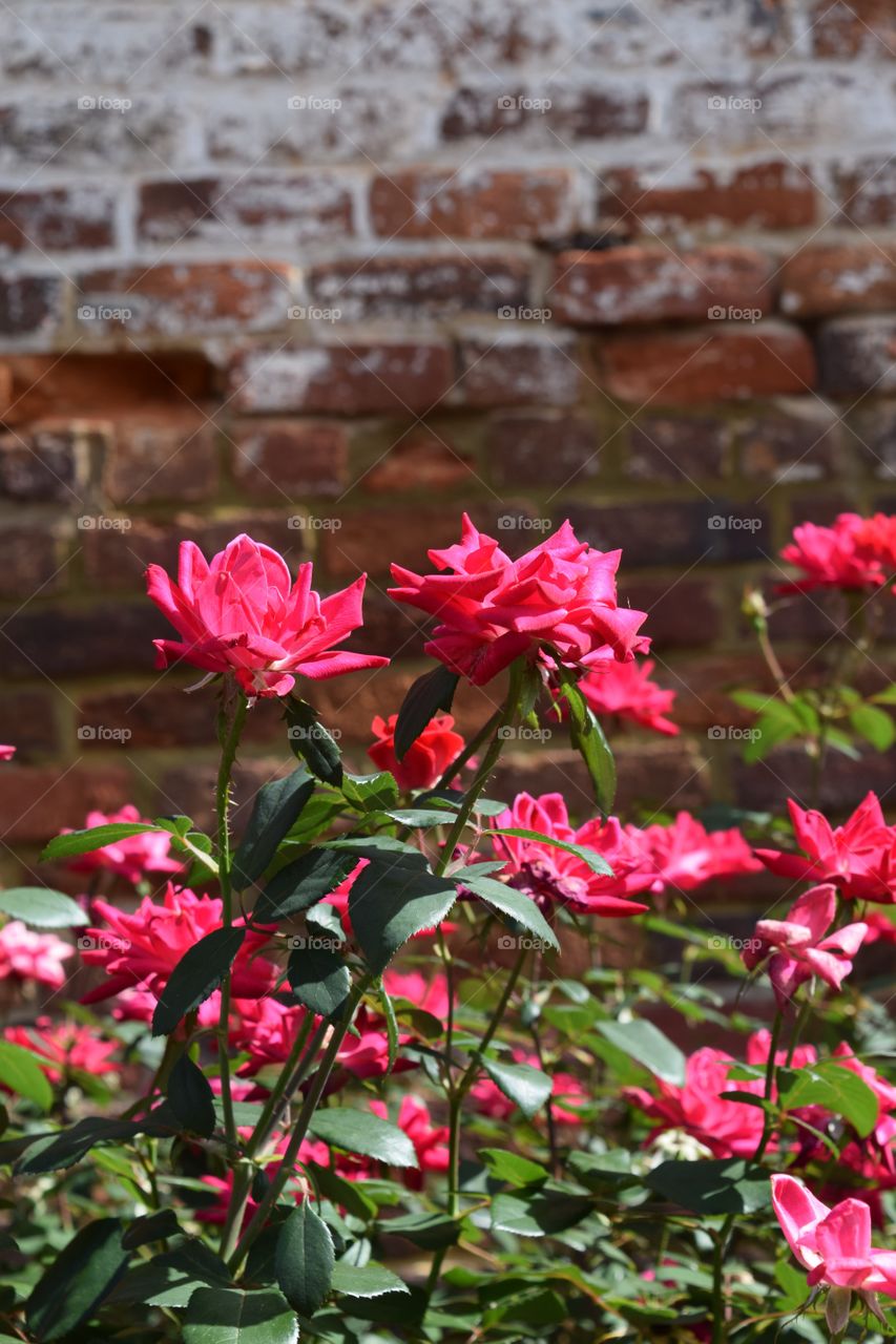 View of flowers near brick wall