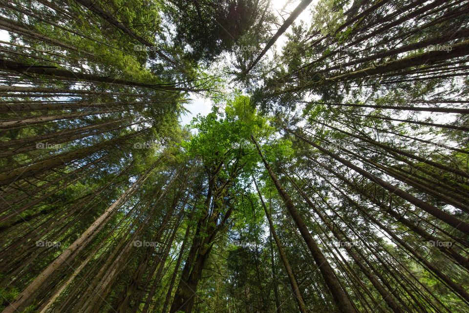 Low angle view of tree trunk