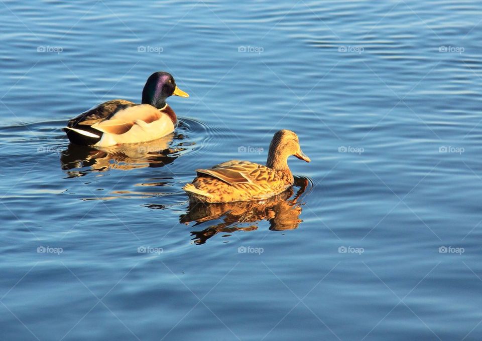 Ducks swimming in lake