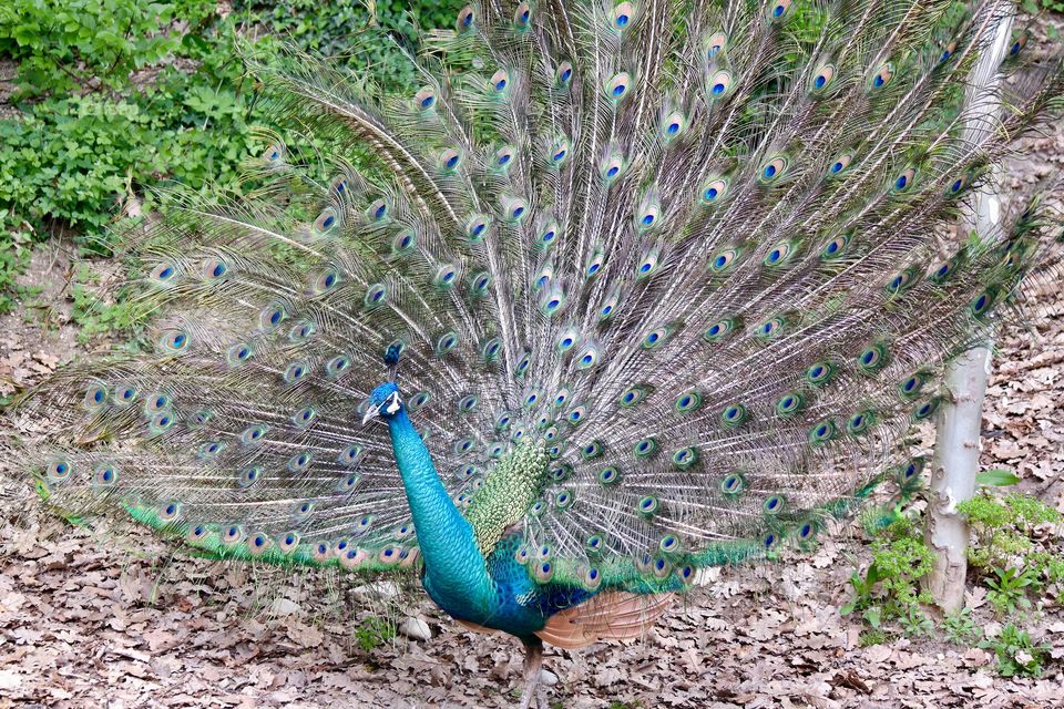 Peacock 