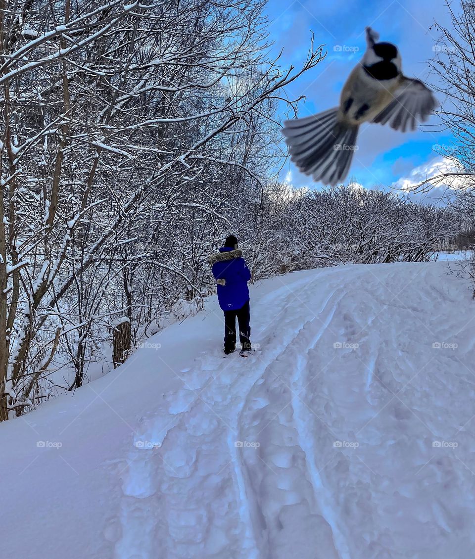 I was rather surprised when this black capped chickadee photobombed my image.