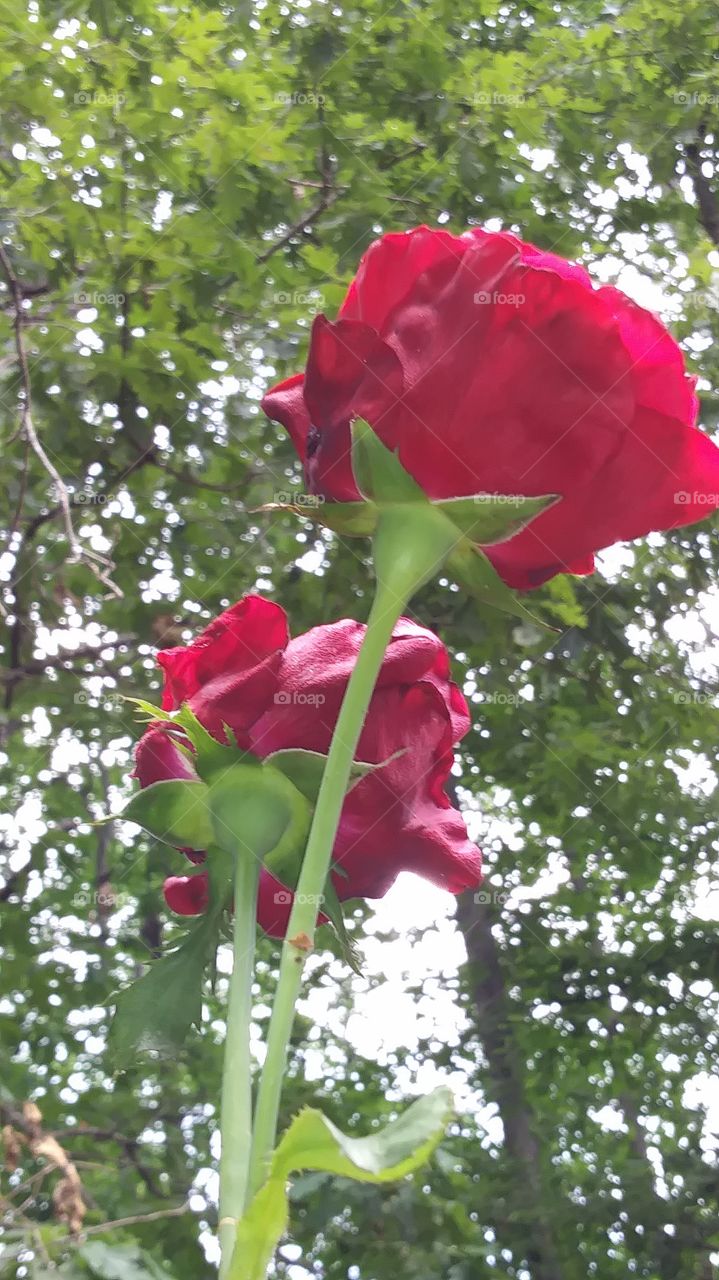 red roses