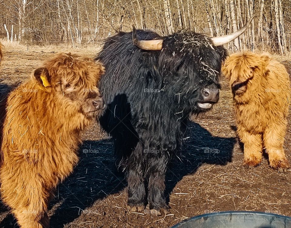 Three highland cattles on their winter pasture