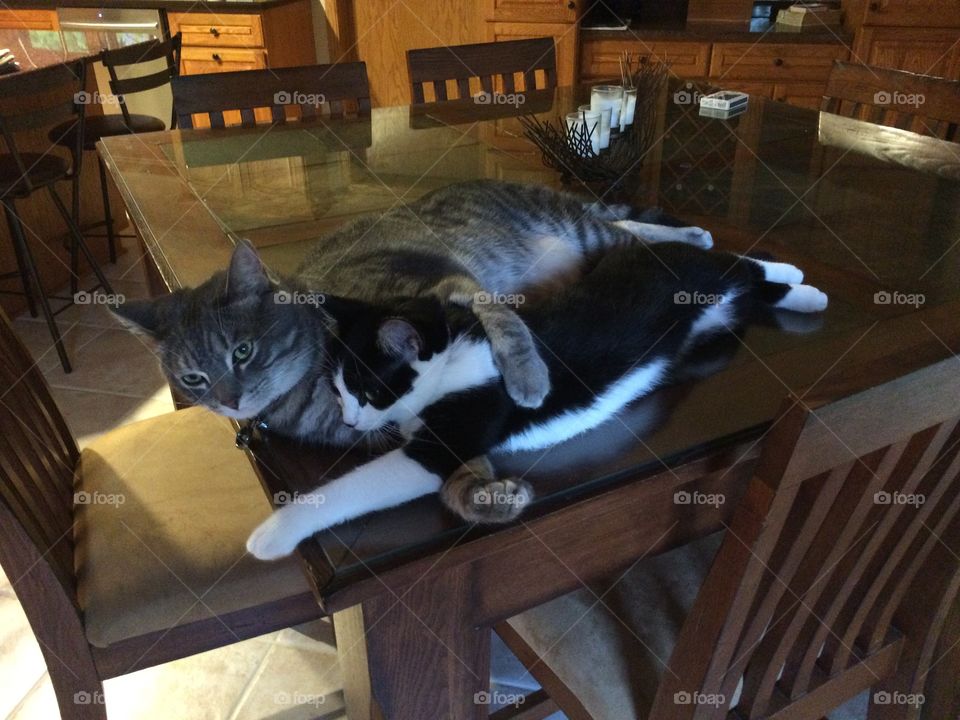 My two favorite kittans (Leo and Lily) cuddling on my dining table. Leo is my baby girl's protector❤️❤️