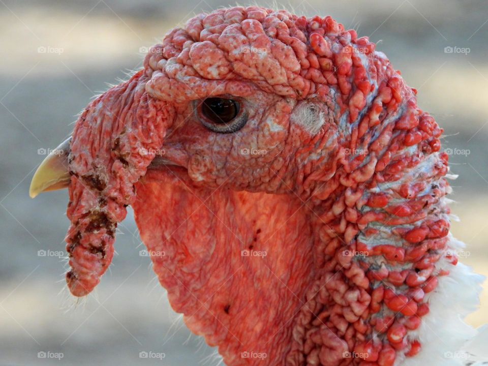 Unusual sus-pets! Cuddly, affectionate, unique and exotic companions - a Turkey shows off his large red wattle, snood and caruncles