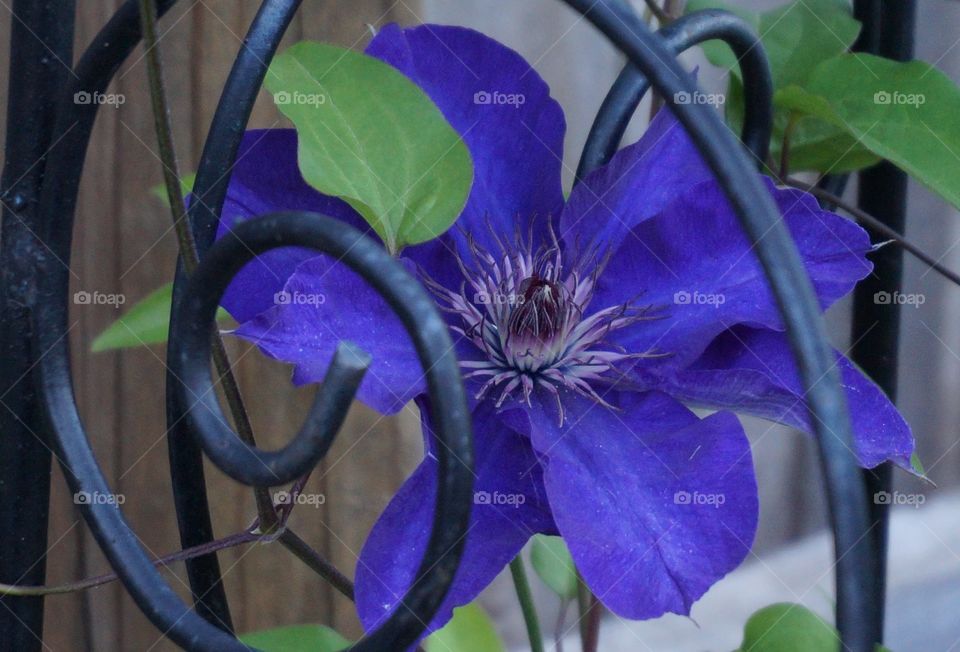 Pretty petals and iron scrollwork