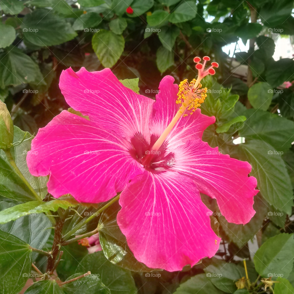 Hibisco Rosa-Sinensis