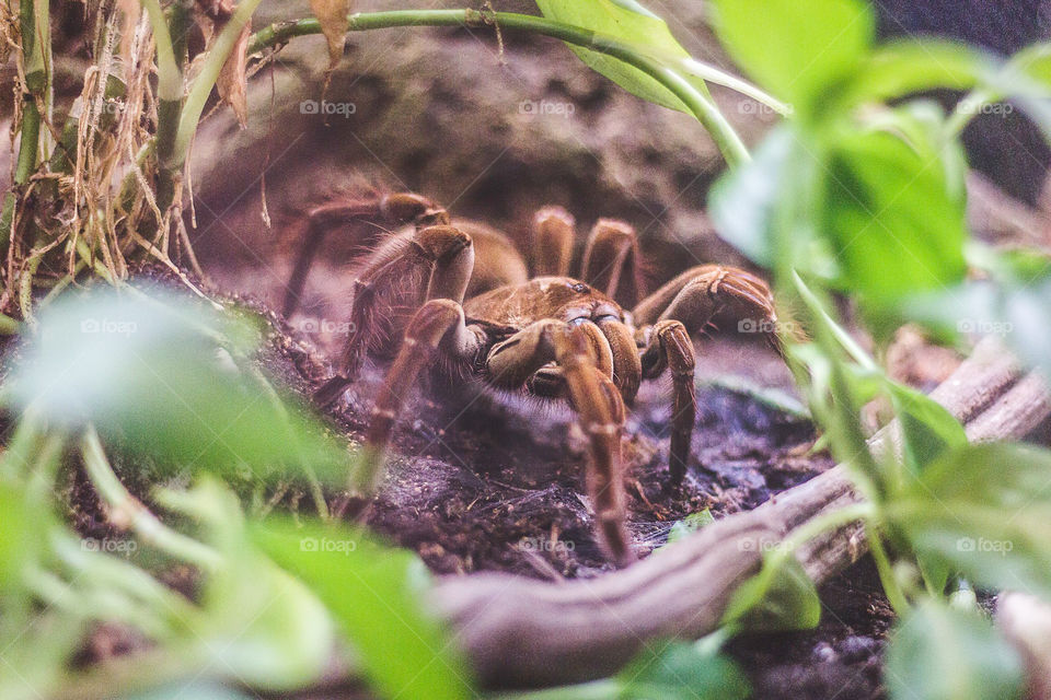 Bird eating tarantula