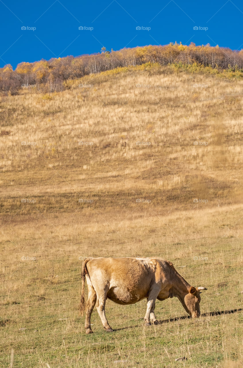 Cow in brown field of autumn in Georgia country side