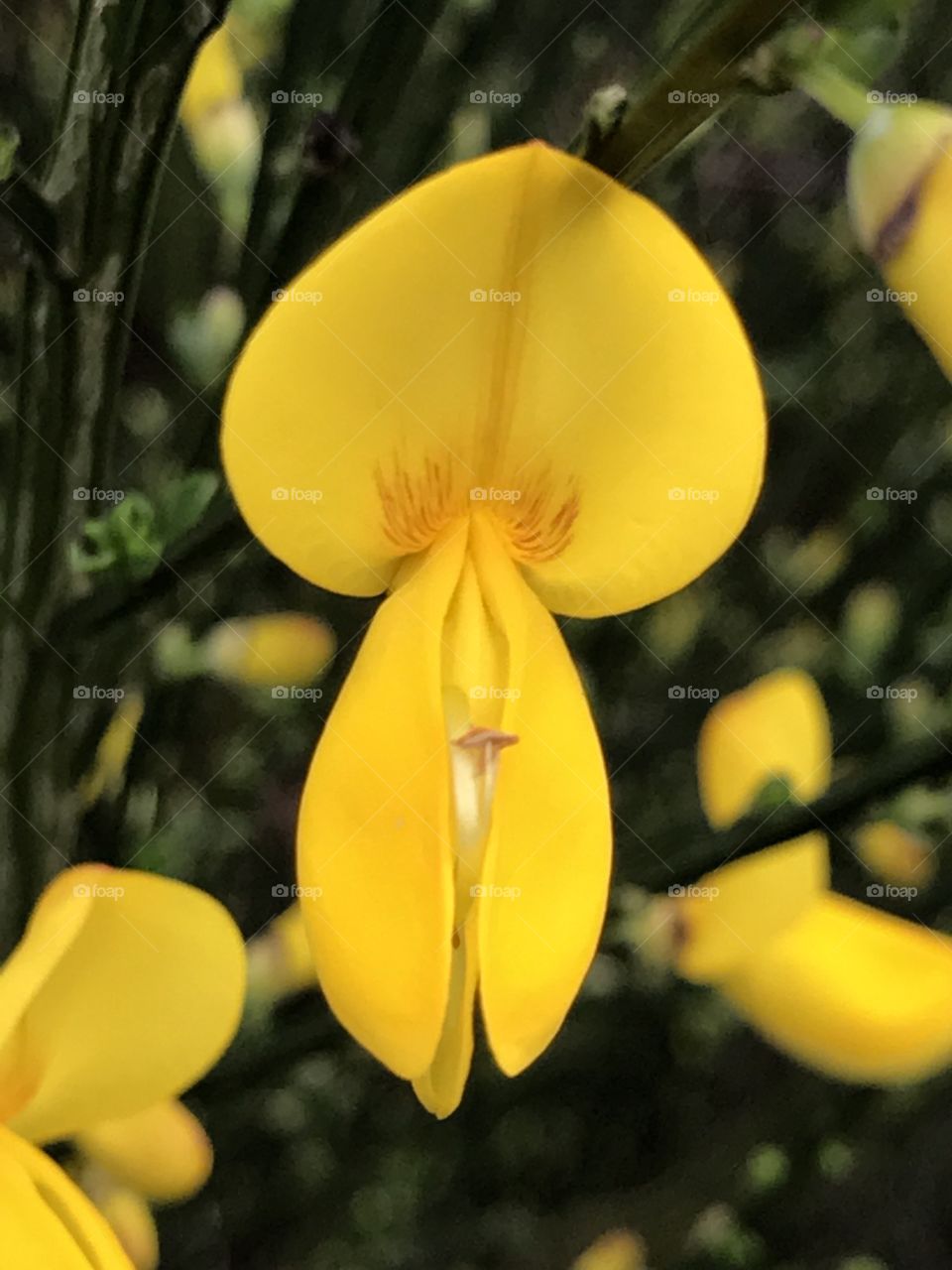 Yellow flower macro shot