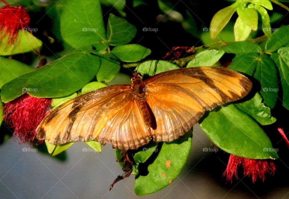 Julia Longwing Butterfly in Garden